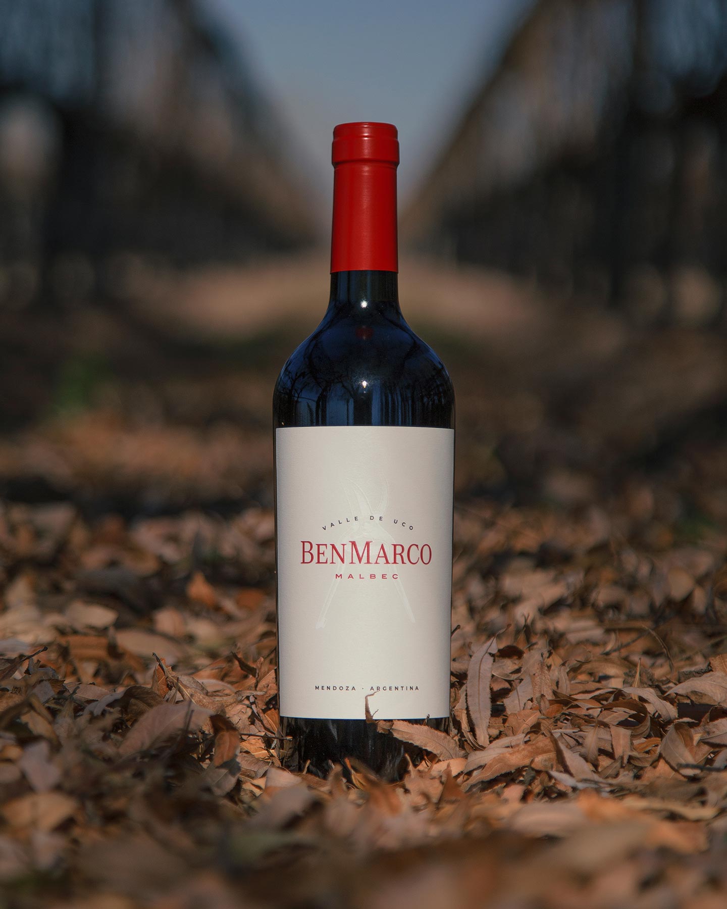 BenMarco Malbec 2022 in vineyard